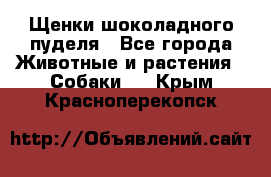 Щенки шоколадного пуделя - Все города Животные и растения » Собаки   . Крым,Красноперекопск